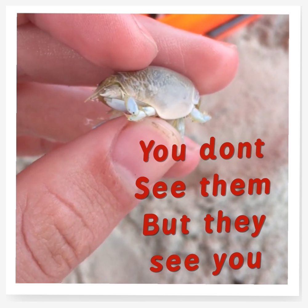 You don’t see them. But they see you. Water Shoes Woman’s. Their habitat - Picture 3 of 15